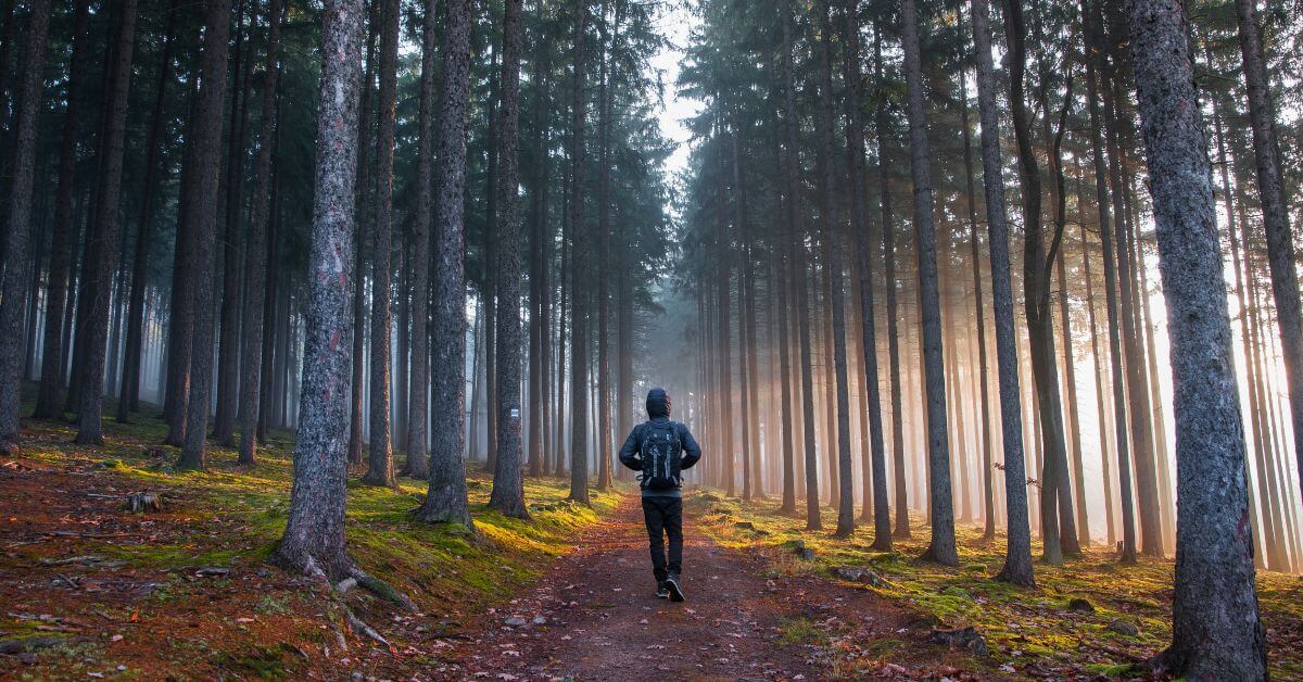 Man on a forest path at sunrise, surrounded by many tall but thin tree trunks