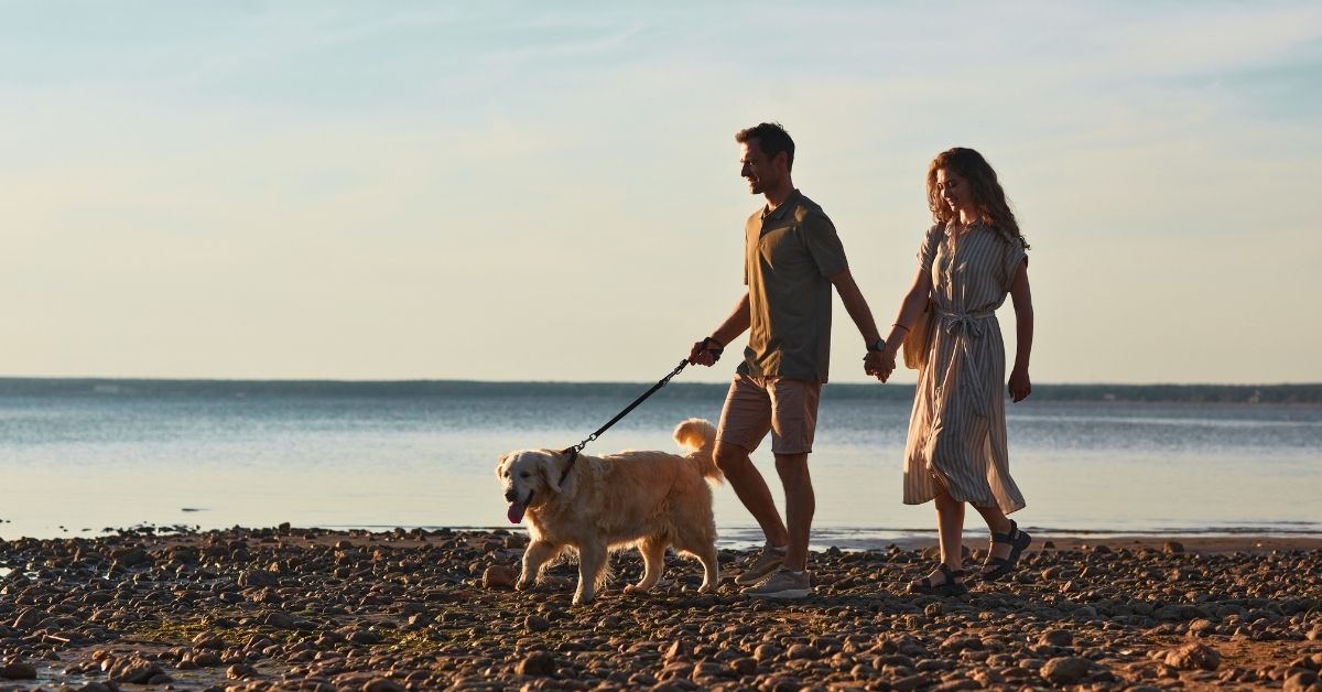 happy young couple walking golden retriever on beach