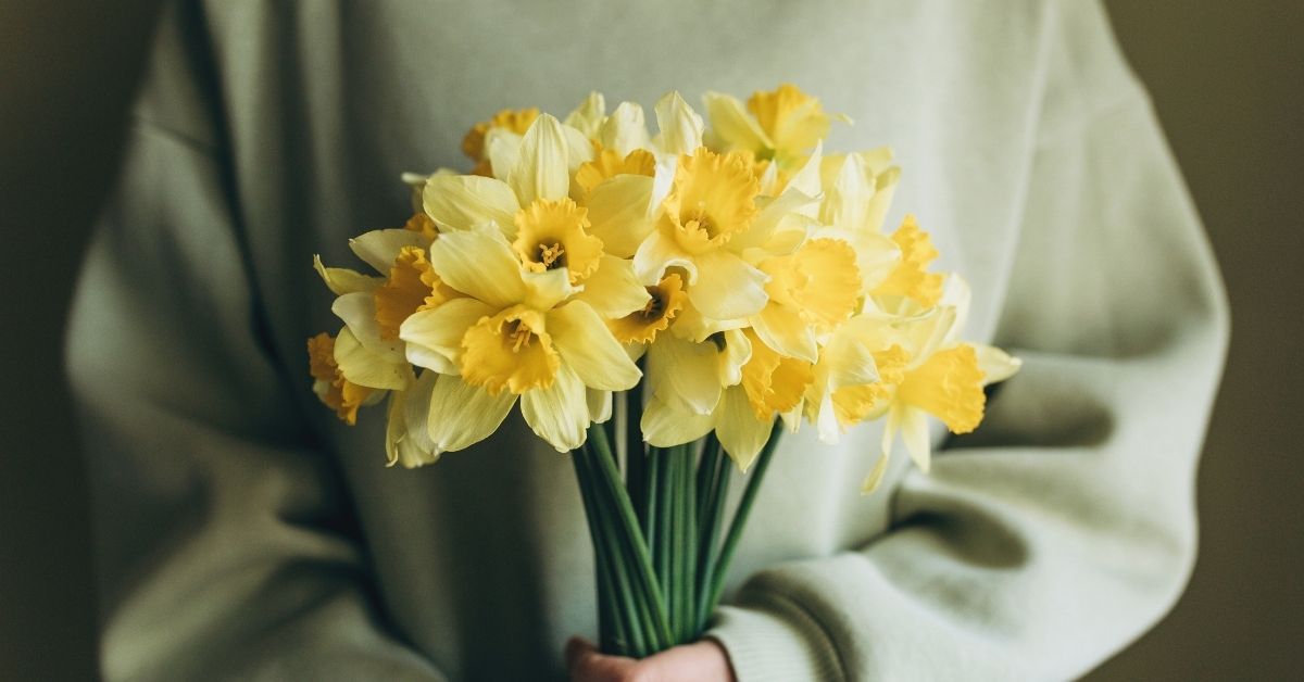 close-up of a person wearing a light pastel green sweatshirt while holding a bouquet of daffodils