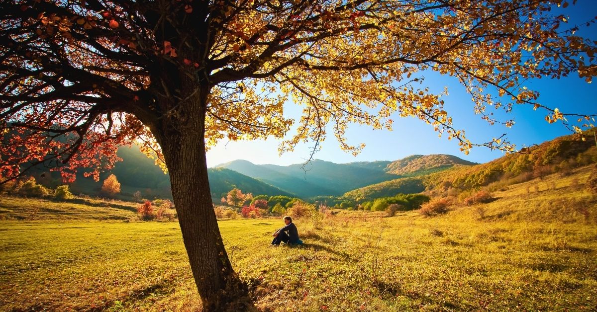 Man sitting in yellow grassy valley with mountains in the background and a shadowed tree in the foreground with autumn leaves
